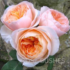 �������. Juliet. (����.)
